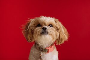 Birds of a Feather How to Care for Your Pet Bird
