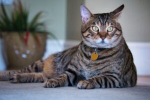 Caring for Exotic Pets What You Should Know