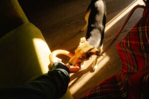 Creating the Perfect Pet Environment at Home