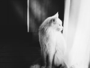 Exotic Pets A Guide to Caring for Uncommon Companions