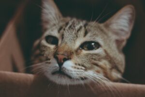 Grooming Basics for Dogs and Cats