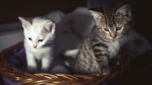 How to Introduce a New Pet to Your Household