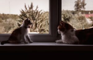 Pet Nutrition How to Feed Your Furry Friend