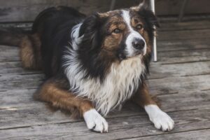 Pet Nutrition What to Feed Your Furry Friends