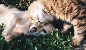 Small Pets, Big Hearts A Guide to Hamsters, Guinea Pigs, and More