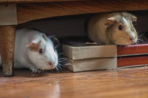 The Best Toys to Keep Your Pets Entertained