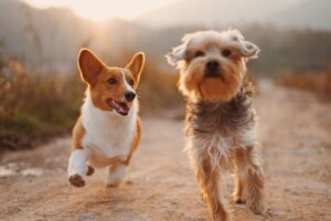 The Essential Pet First Aid Kit