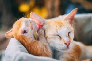 The Psychology of Pets Why They Do What They Do