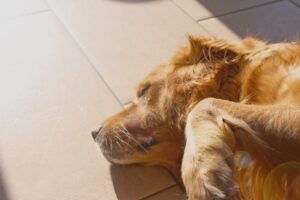 The Science of Pet Behavior What Makes Your Pet Tick