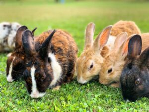 Top 10 Dog Breeds for First-Time Owners
