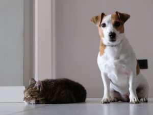 Traveling with Pets Tips and Tricks