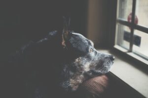 Why Pets are Family The Emotional Benefits of Animal Companionship